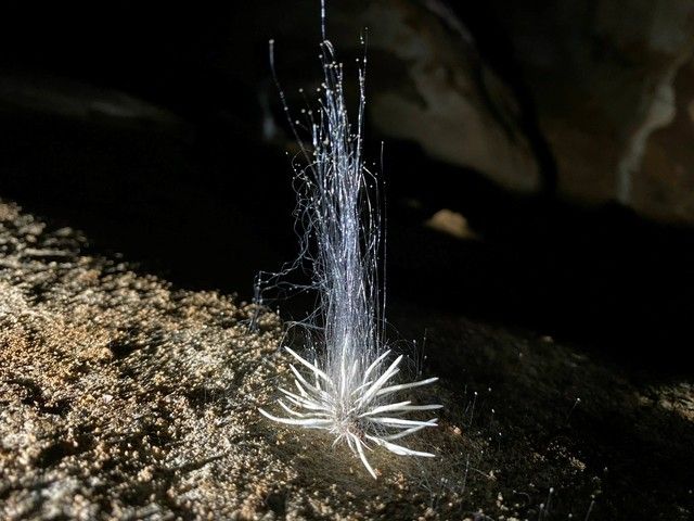 Khám phá thủy quái bắn 'dịch trắng' trong hang động Phong Nha - Kẻ Bàng