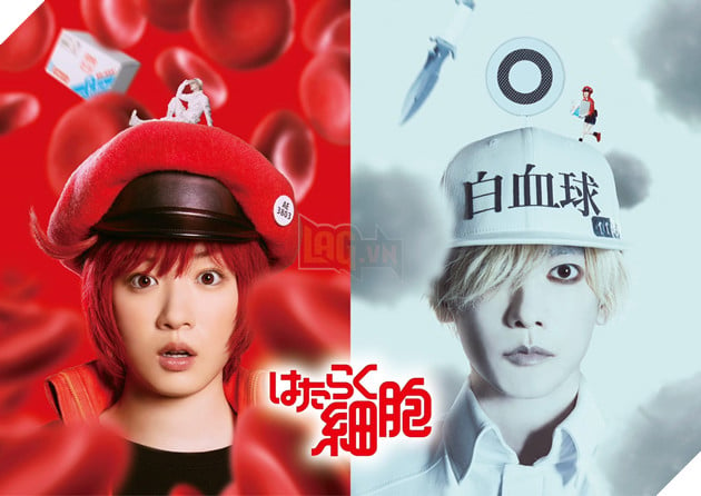 “Cells at Work!” và Phiên Bản Live Action: Khi Các Tế Bào Kể Về Cuộc Sống 2