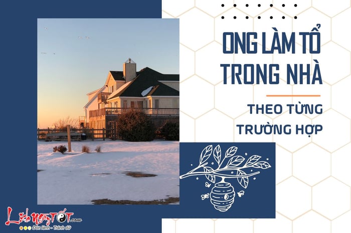 Giải thích hiện tượng ong xây tổ trong nhà