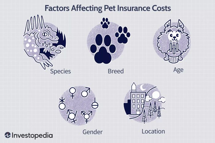 Các Yếu Tố Ảnh Hưởng Đến Chi Phí Bảo Hiểm Thú Cưng