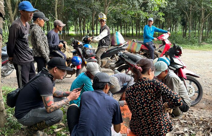 Việc hái nấm mối đầu mùa có thể kiếm được hàng triệu mỗi ngày