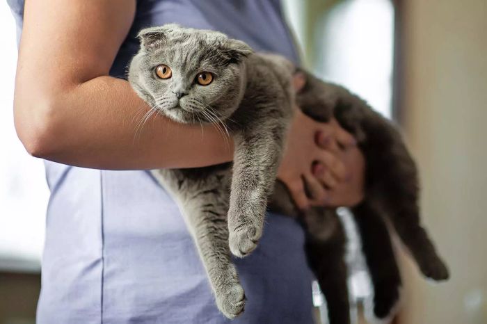 Bác sĩ thú y đang nắm con mèo Scottish Fold