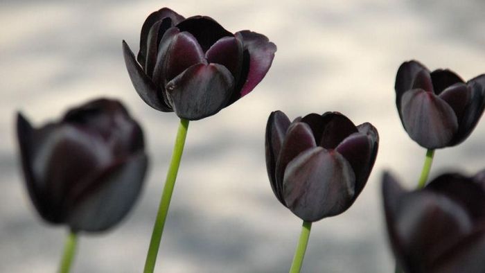 hinh-nen-hoa-tulip-24