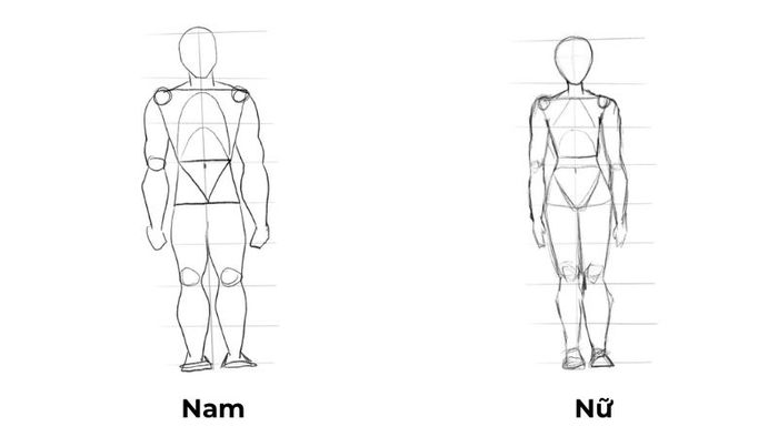 Khi vẽ hình dáng nam, hãy sử dụng 8 bước đơn giản để tạo ra hình ảnh ấn tượng nhất