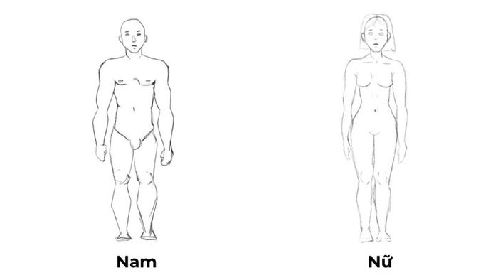 Khi vẽ hình dáng nam, sử dụng 8 bước đơn giản để tạo ra hình ảnh ấn tượng nhất