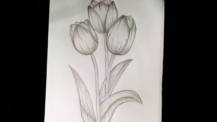 ve-hoa-tulip-1