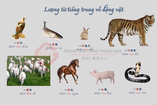 Cụm từ phổ biến dùng cho động vật trong tiếng Trung