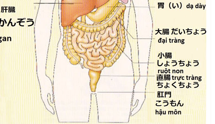 học tiếng Nhật hiệu quả