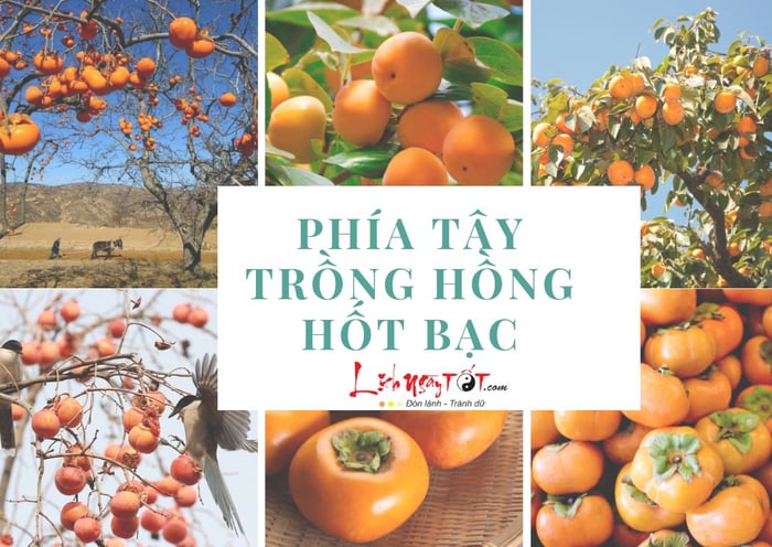 Trong hồng hốt bạc