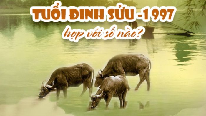 Năm sinh 1997 mệnh gì và con số hợp