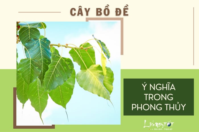 Tác dụng của cây bồ đề