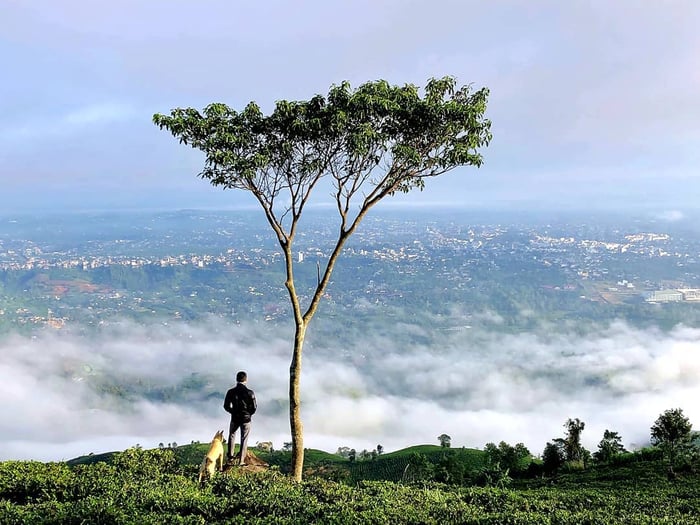 Trải nghiệm săn mây trên núi Đại Bình