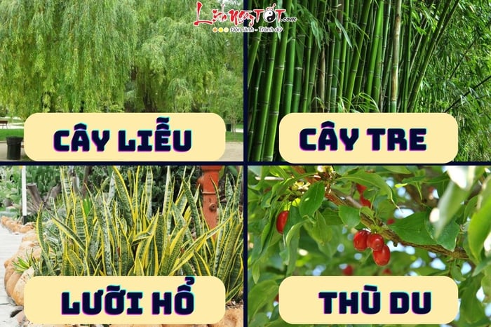 Cây phong thủy trừ tà dưới vòng