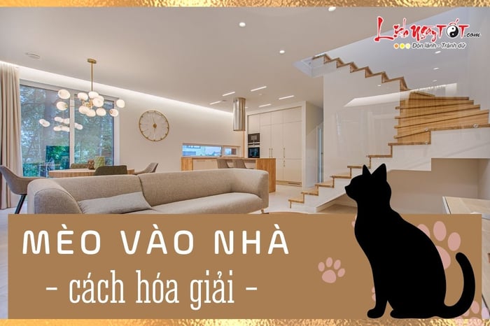 Giải quyết vấn đề khi mèo vào nhà