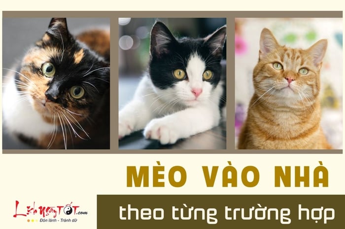 Hiện tượng mèo vào nhà