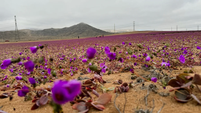 Hoa tím nở rộ trên sa mạc Atacama vào ngày 6-7-2024 - Ảnh: REUTERS