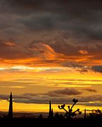 Rạng đông hàng hải tại Joshua Tree, California, Hoa Kỳ