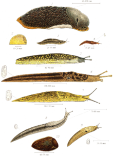 Các loài sên đất Anh, bao gồm (từ trên xuống): Arion ater, sên Kerry, Limax maximus và Limax flavus