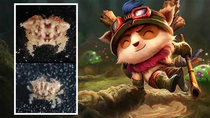 Teemo được các nhà khoa học đặt tên cho loài cua mới