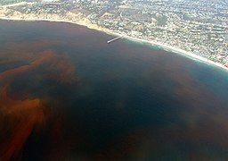 Tảo sống ở La Jolla, California, Hoa Kỳ