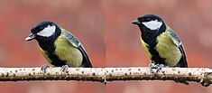 Male great tit on branch with sunflower seed