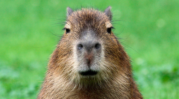 Vẻ đáng yêu của Capybara khiến loài gặm nhấm này đang được nhiều người yêu thích - Ảnh: Chụp màn hình