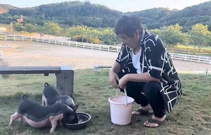 Diễn viên gạo cội từ bỏ cuộc sống ở thành phố để về quê nuôi lợn và làm nông dân làm thú vui ở tuổi 70.