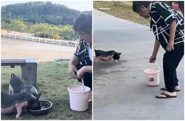 Nam diễn viên nổi tiếng từng đóng phim với Châu Tinh Trì đi dép tông, mặc đồ giản dị ngồi ngắm đàn lợn con ăn.