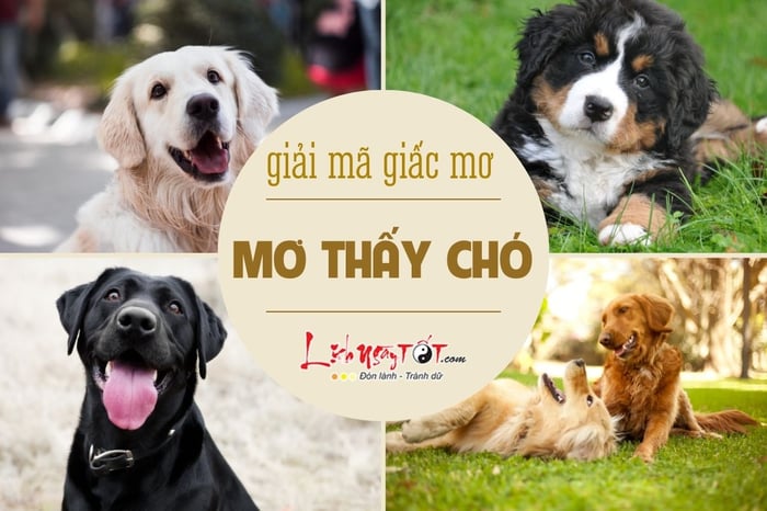 Mơ thấy chó