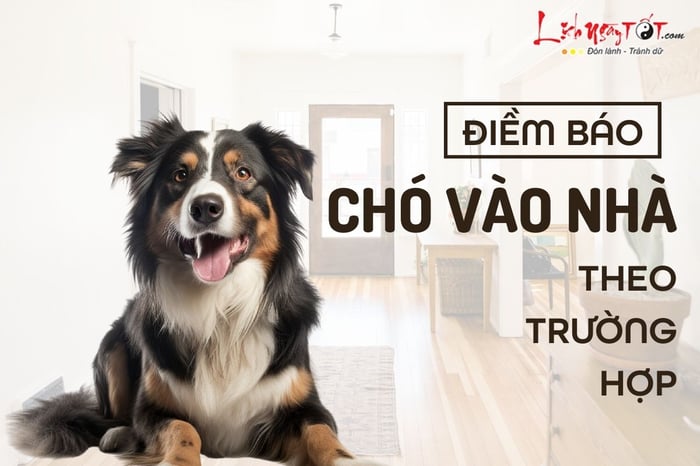 Điềm báo khi chó vào nhà