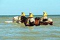Những người đi bắt tôm đang cưỡi ngựa tại Oostduinkerke, Bỉ