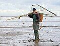 Một người bắt tôm tại Banks, hạt Lancashire, Anh