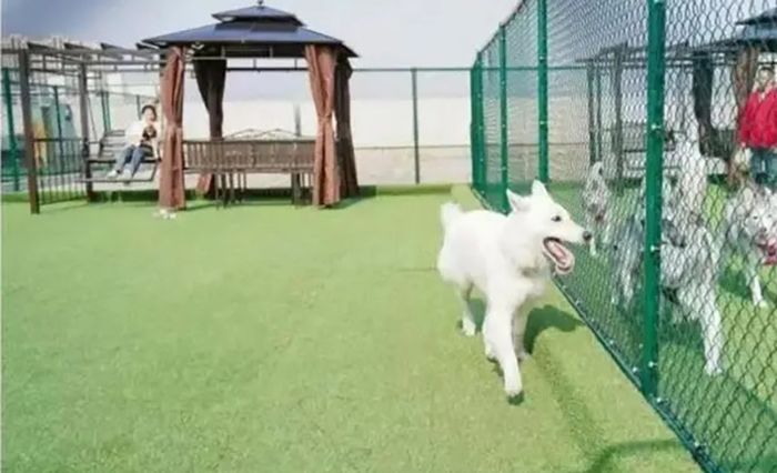 Chi tiền cho thú cưng đi học mẫu giáo