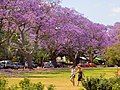 tại New Farm Park Brisbane, Australia