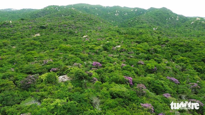 Cây bằng lăng tím, dù phải chịu đựng điều kiện khắc nghiệt của nắng gió và đất sỏi khô cằn, vẫn khoe sắc hoa rực rỡ, tạo nên vẻ đẹp quyến rũ - Ảnh: DUY NGỌC