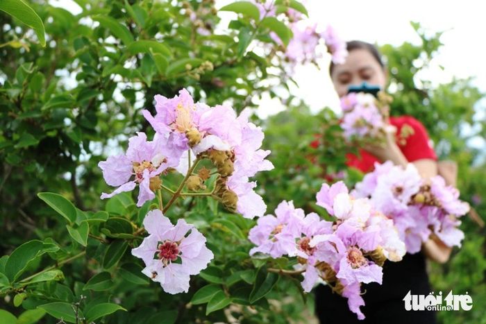 Màu tím của hoa bằng lăng tạo nên nét đẹp cho một phần của rừng ven biển - Ảnh: DUY NGỌC