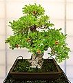 Cây Lựu kiểu Moyogi, khoảng 50 năm tuổi, trưng bày tại bảo tàng Bonsai ở Pescia, Ý.