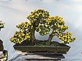 Bonsai từ hoa cúc