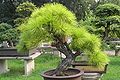 Cây thông tạo dáng bonsai