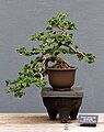 Một cây Carissa macrocarpa được chăm sóc và tạo hình thành bonsai.