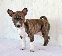 Chó con giống Basenji