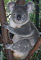 Gấu Koala đực