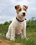 Chó con giống Jack Russell Terrier