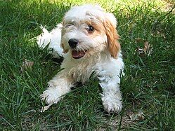 Chó con giống Cavapoo