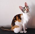 Mèo Cornish Rex với tai dài