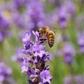 Apis mellifera trên cây Lavandula angustifolia