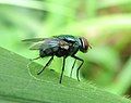 Nhặng xanh, thuộc bộ Diptera, là những vũ công tài ba trong thế giới côn trùng.