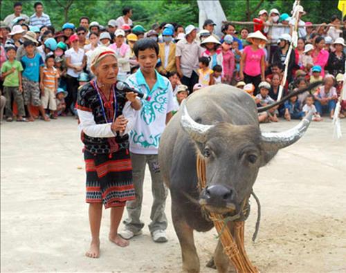 tuc-khoc-trau-cua-nguoi-Co-Tu-tai-Quang-Nam-1-