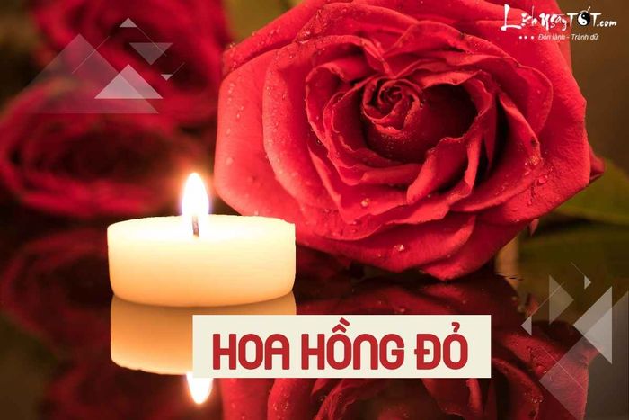 Hoa hồng đỏ là biểu tượng của tình yêu và sự lãng mạn trong ngày Rằm tháng 6