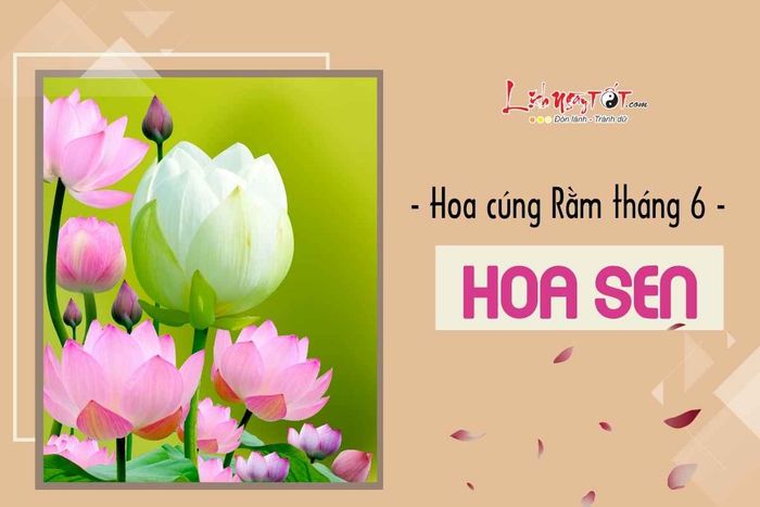 Hoa sen là biểu tượng của sự tinh khiết và may mắn trong ngày Rằm tháng 6